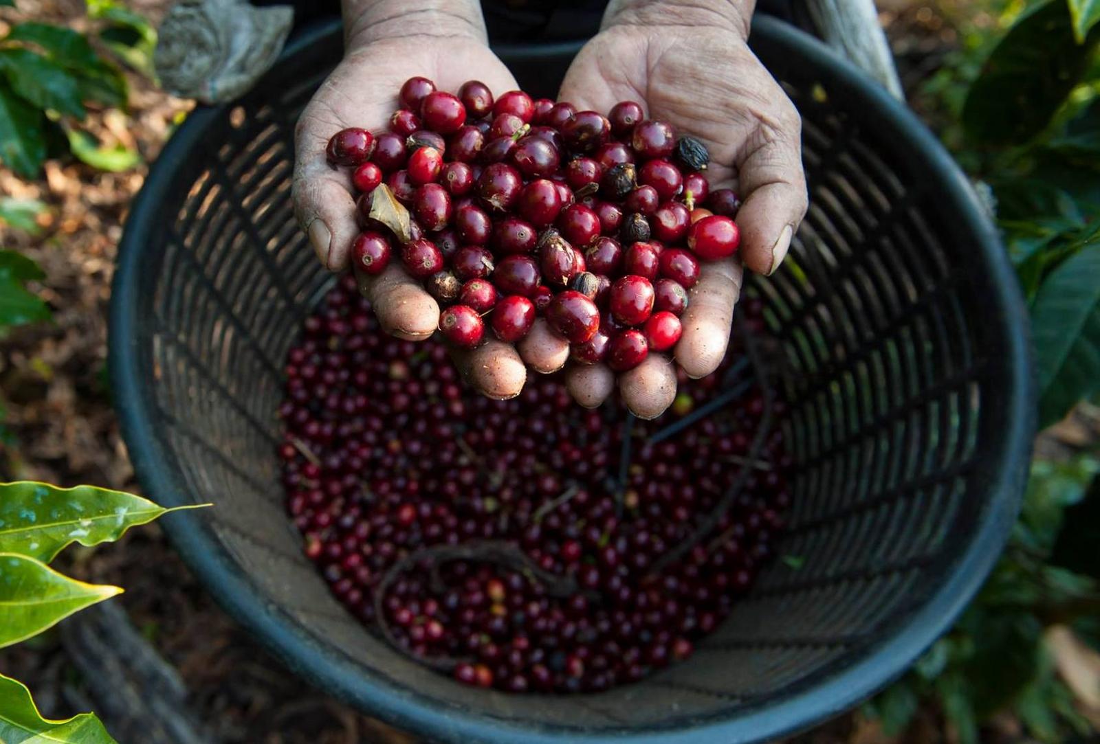 Photo: Facebook @unionroasted